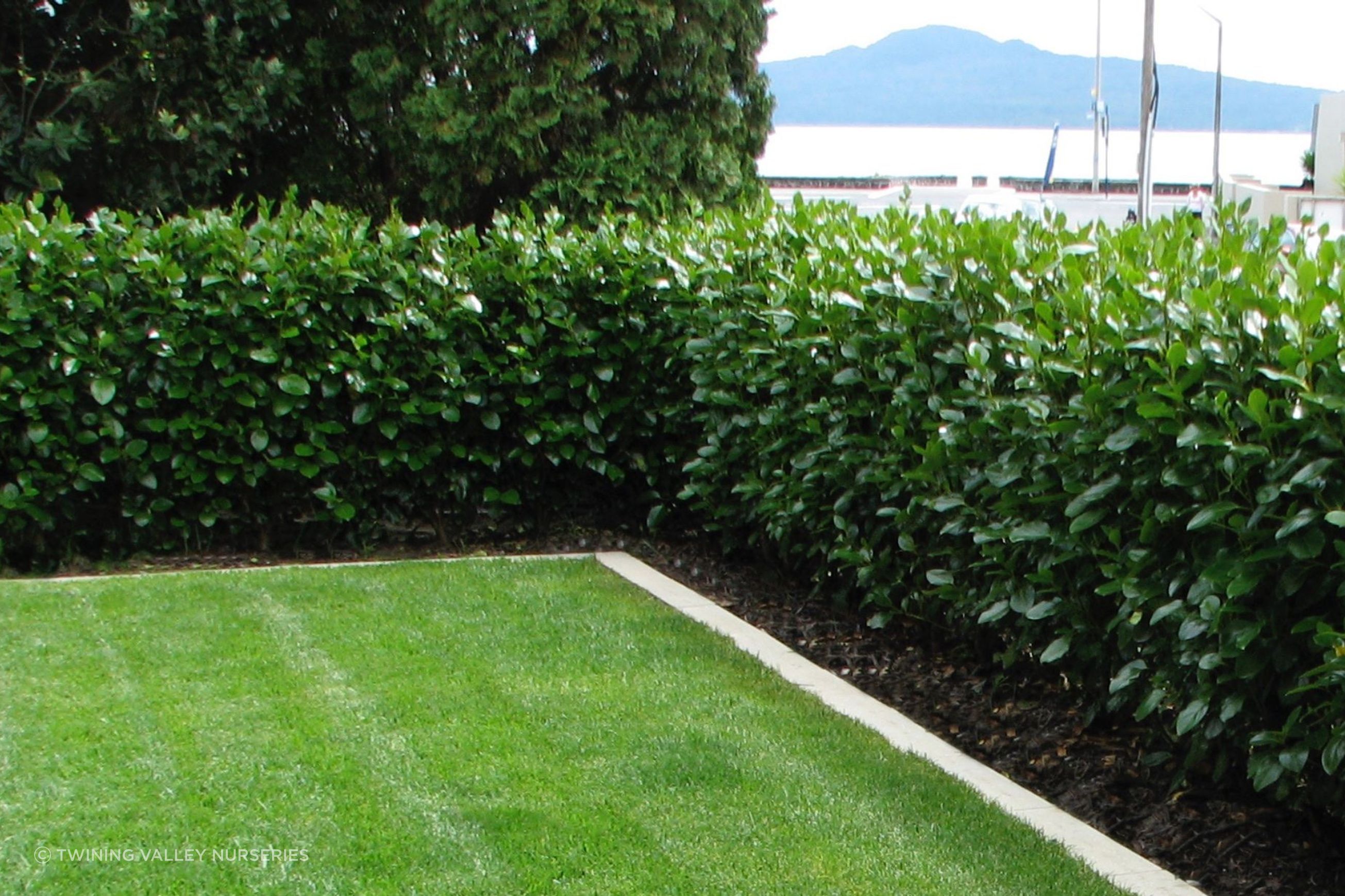 Griselinia 'Ardmore Emerald' instant hedge - mid-height
