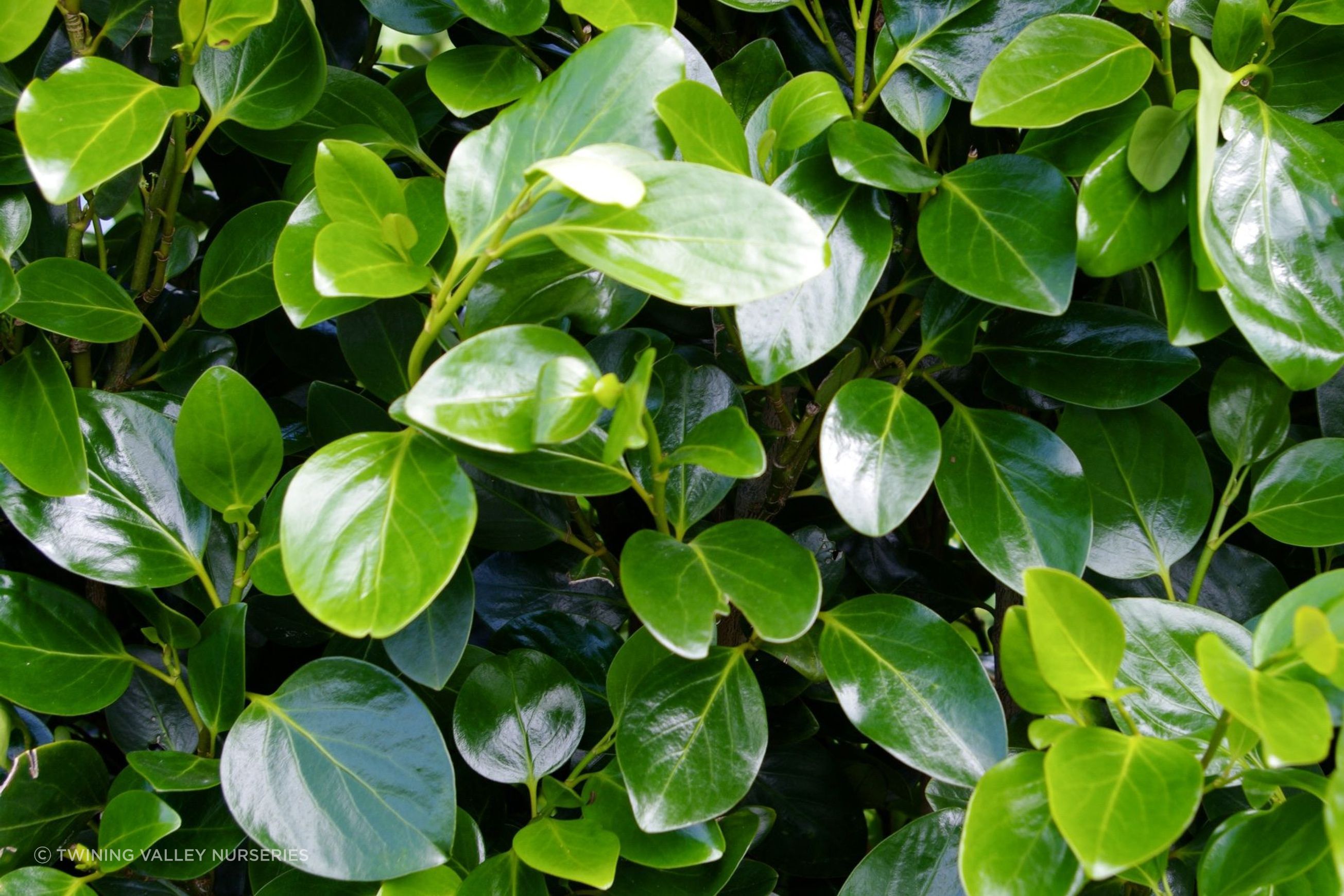Griselinia 'Ardmore Emerald' instant hedge - mid-height