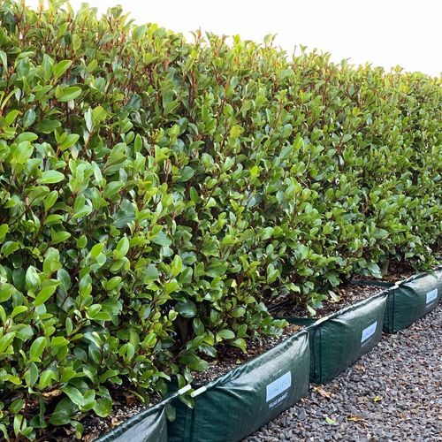 Griselinia 'Canterbury' instant hedge.