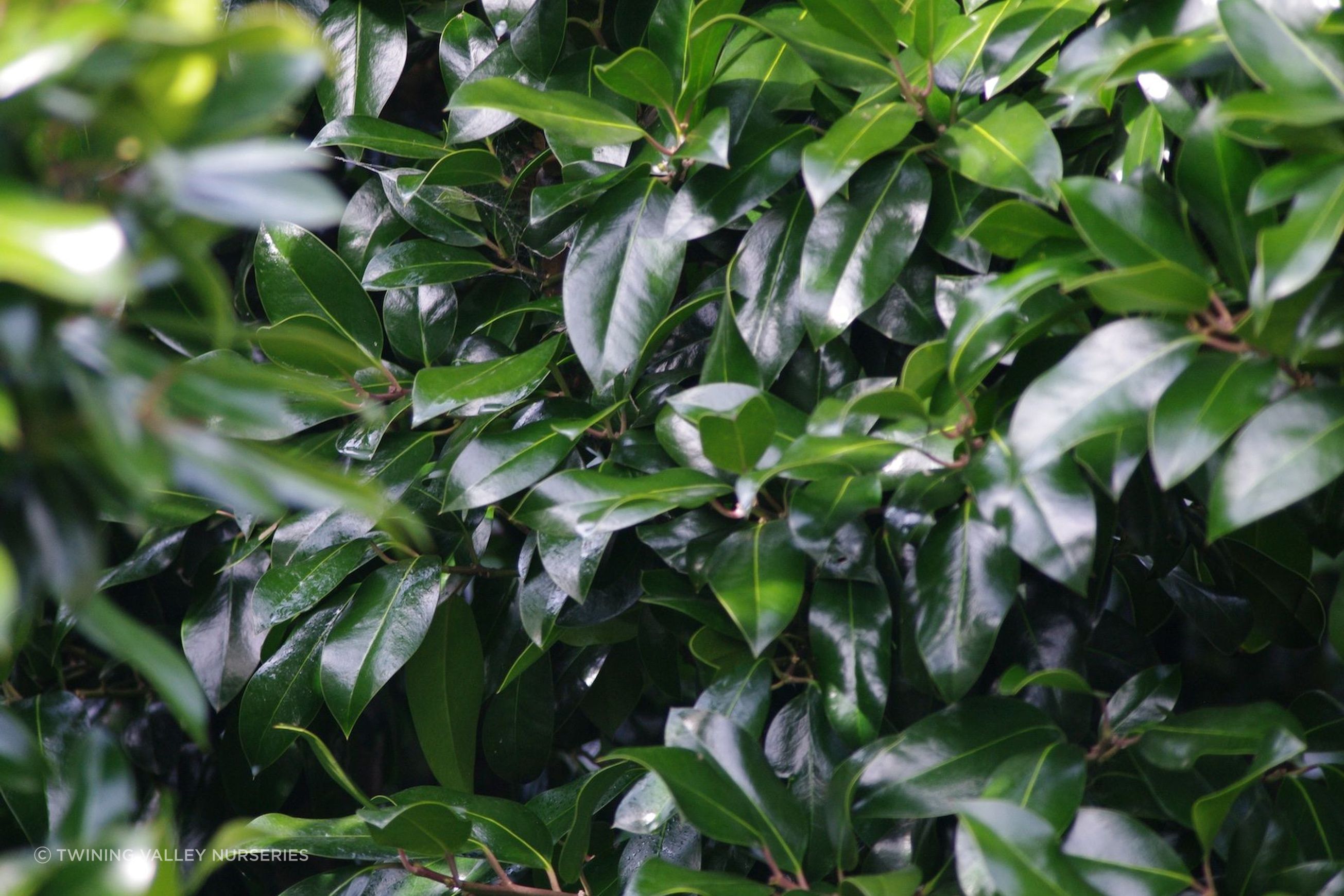 Ilex 'Black Shadow' instant hedge