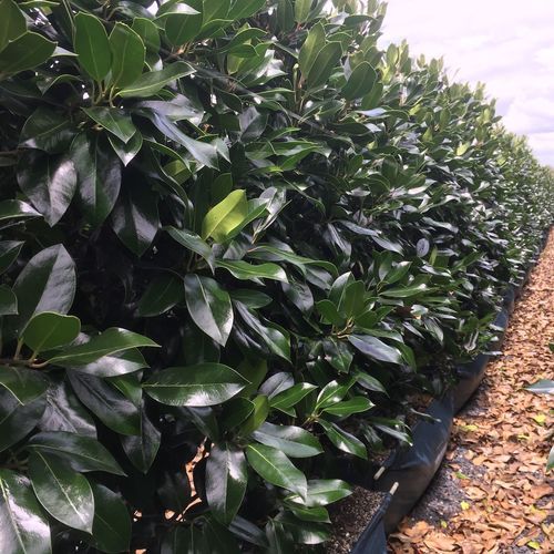 Ilex 'Black Shadow' instant hedge.