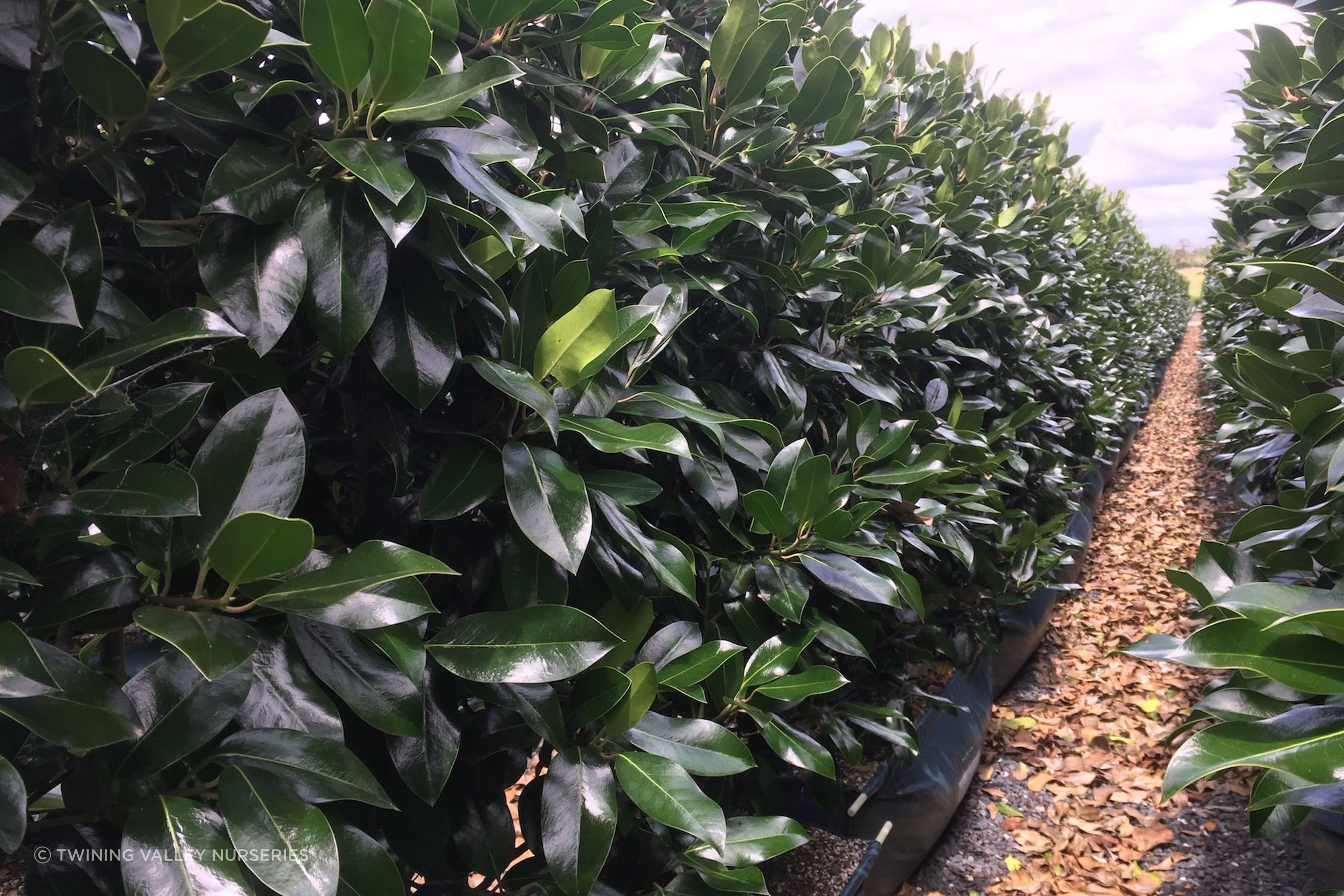 Ilex 'Black Shadow' instant hedge