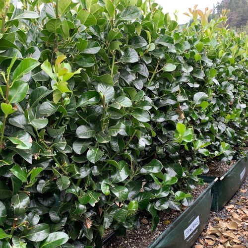 Ilex ‘Hendersonii’ instant hedge.