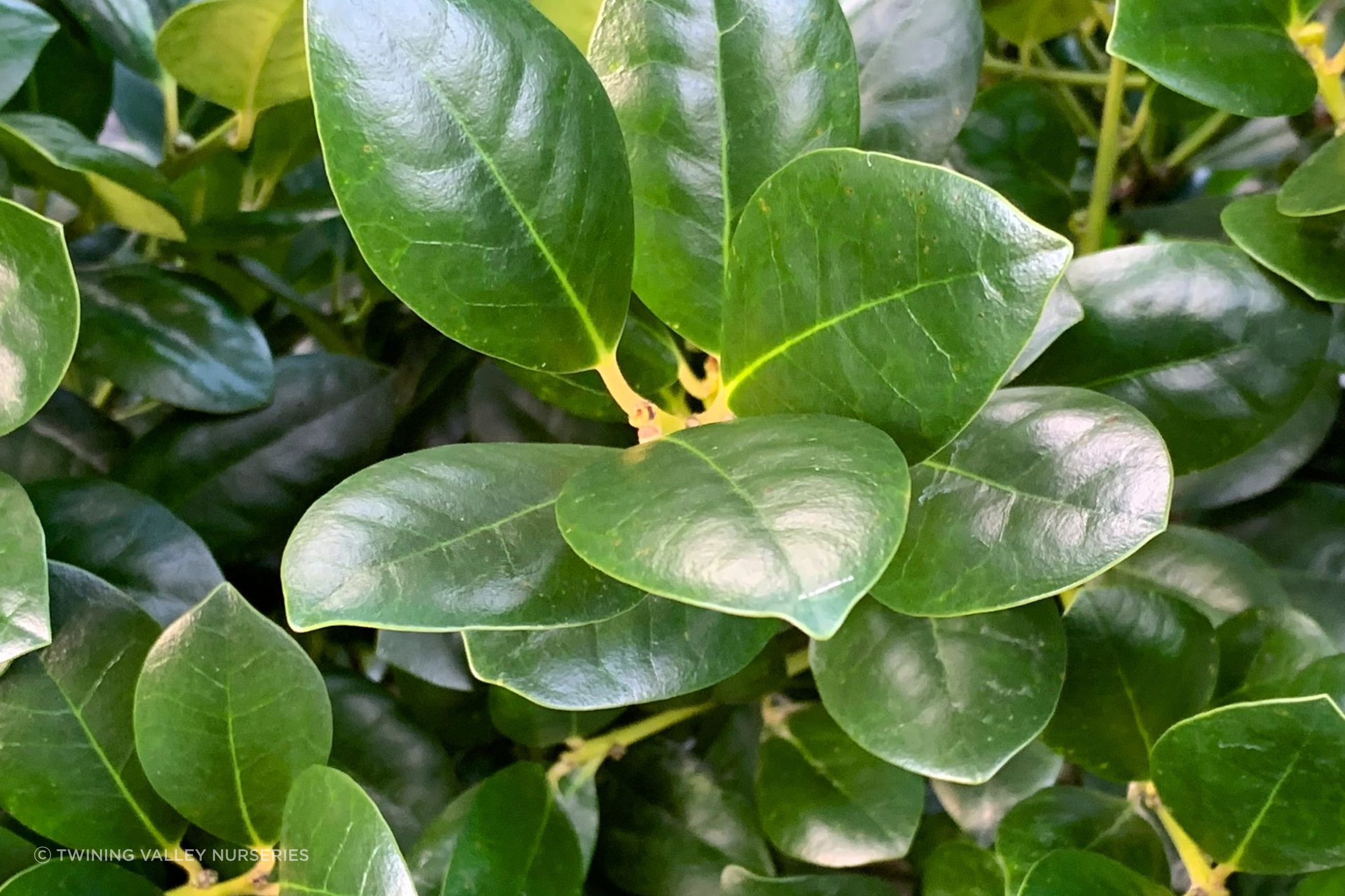 Ilex Largo instant hedge