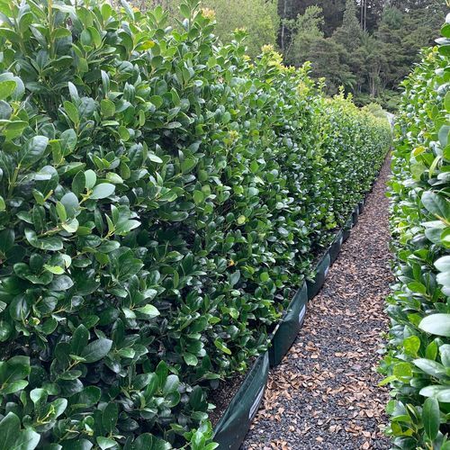 Ilex Largo instant hedge.