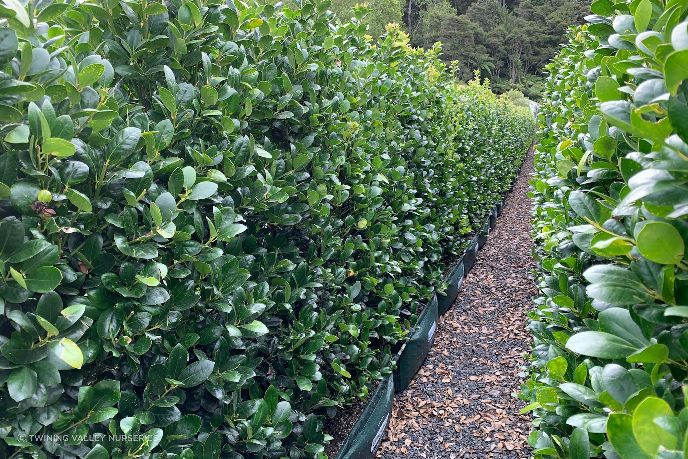 Ilex Largo instant hedge