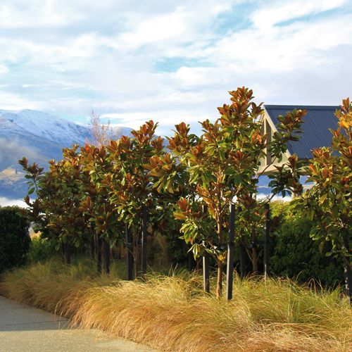 Magnolia grandiflora 'Blanchard' | Evergreen Magnolia