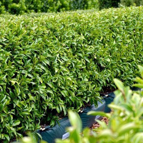 Michelia figo (Port Wine magnolia) instant hedge.