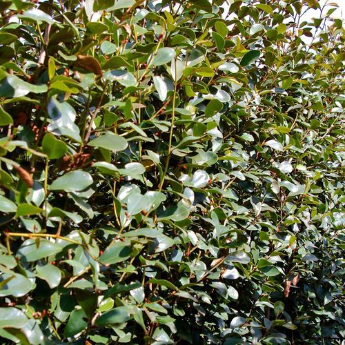 Michelia gracipes instant hedge.