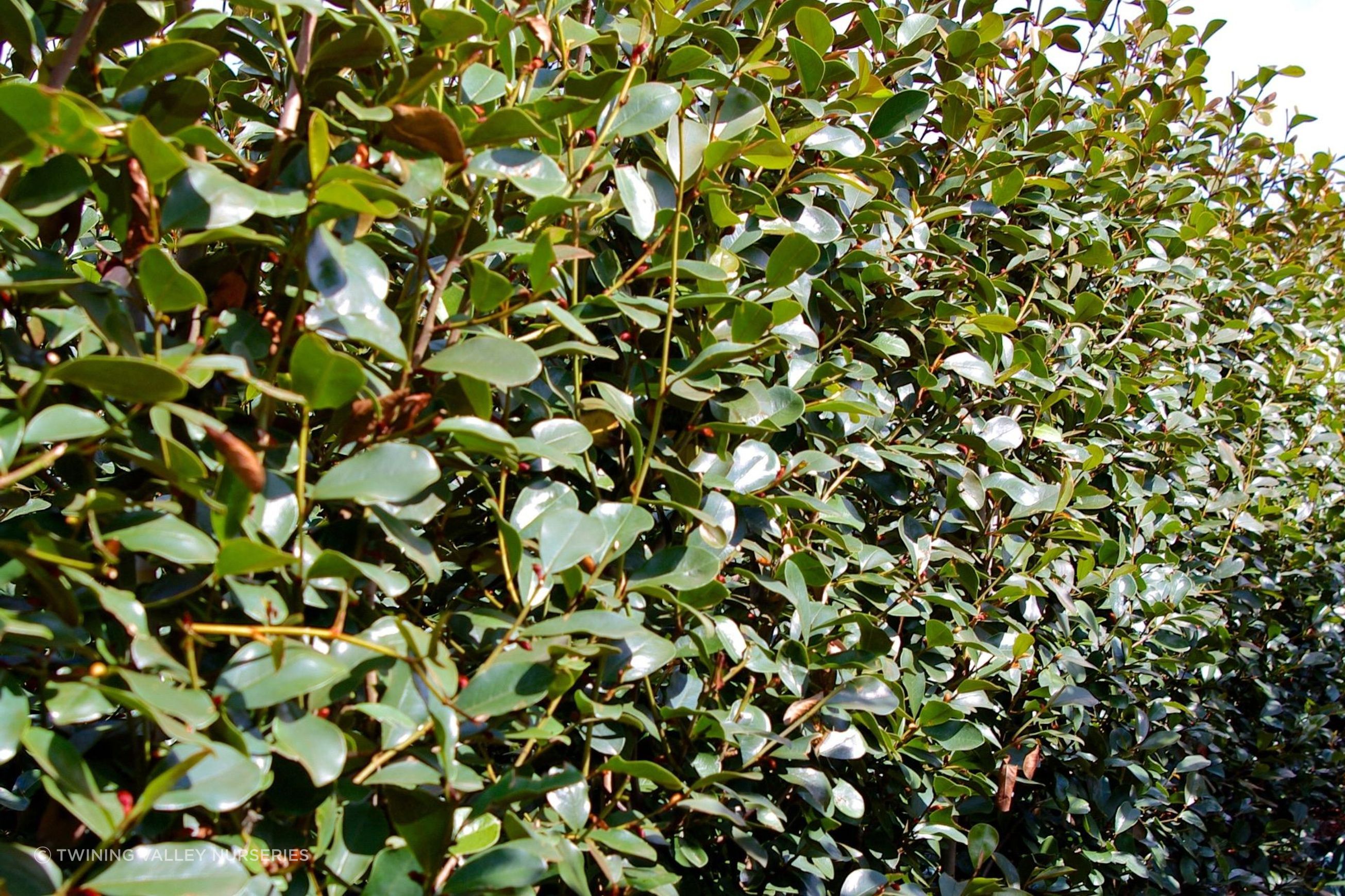 Michelia gracipes instant hedge