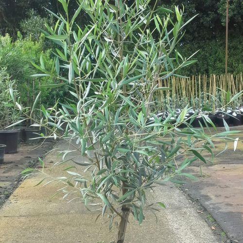 Olea Europaea 'El Greco' / Olive Tree