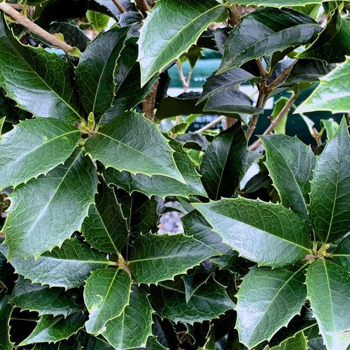 Osmanthus fragrans instant hedge.