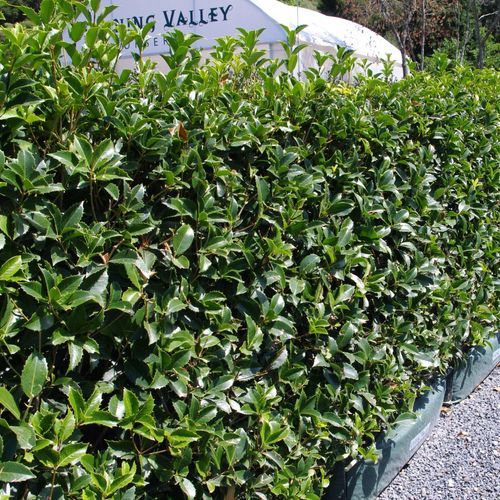 Osmanthus fragrans instant hedge.