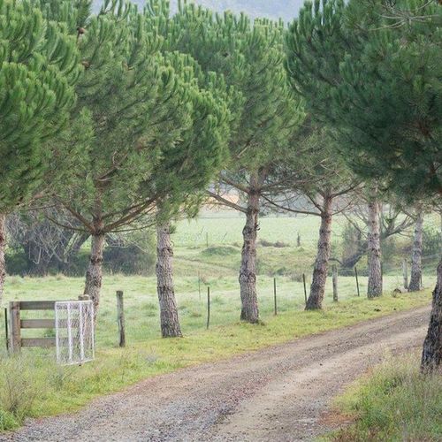 Pinus pinea | Italian Stone Pine