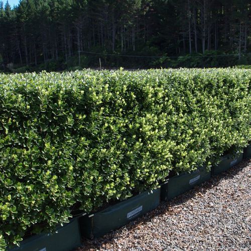 Pittosporum 'Stephens Island' instant hedge