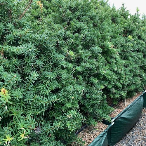 Podocarpus tōtara 'Ardmore Green' instant hedge.