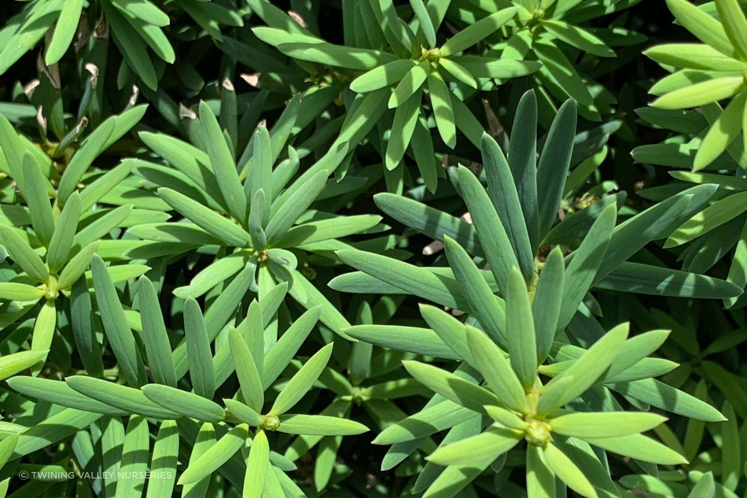Podocarpus 'Ardmore Green' instant hedge (Green Totara)