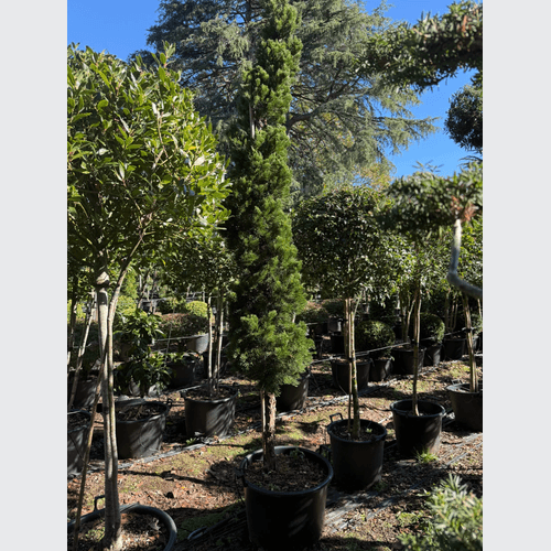 Juniperus Kaizuka – Column