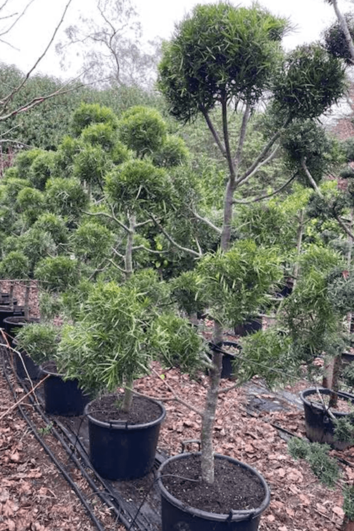 Podocarpus Gracilior – Clouds