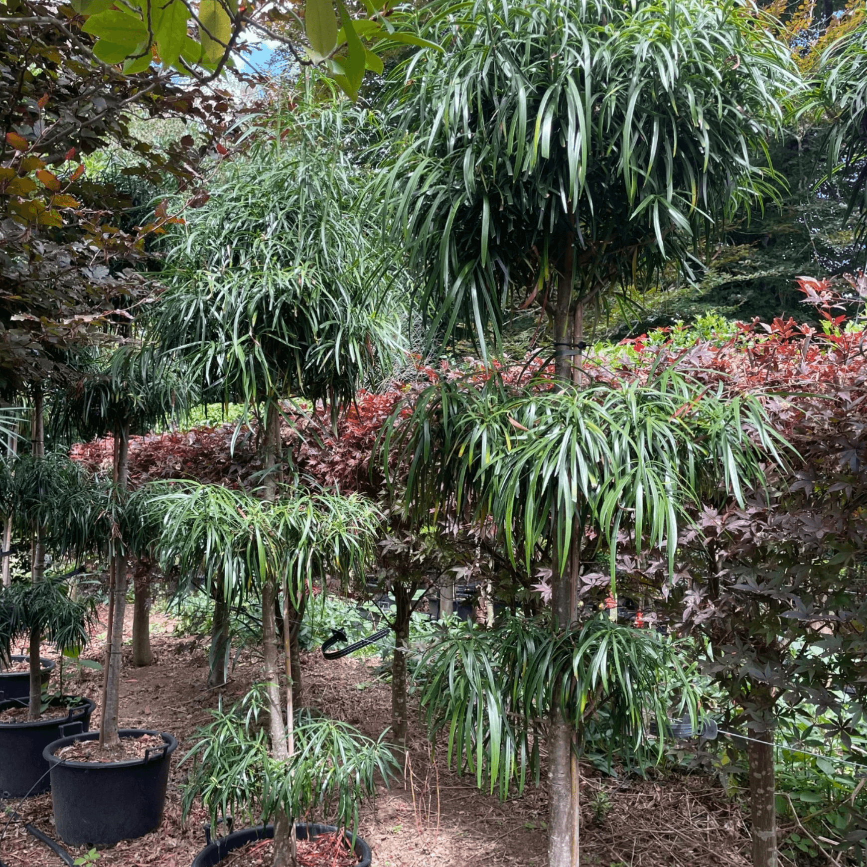 Podocarpus Henkelii – Layered