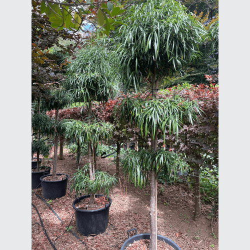 Podocarpus Henkelii – Layered