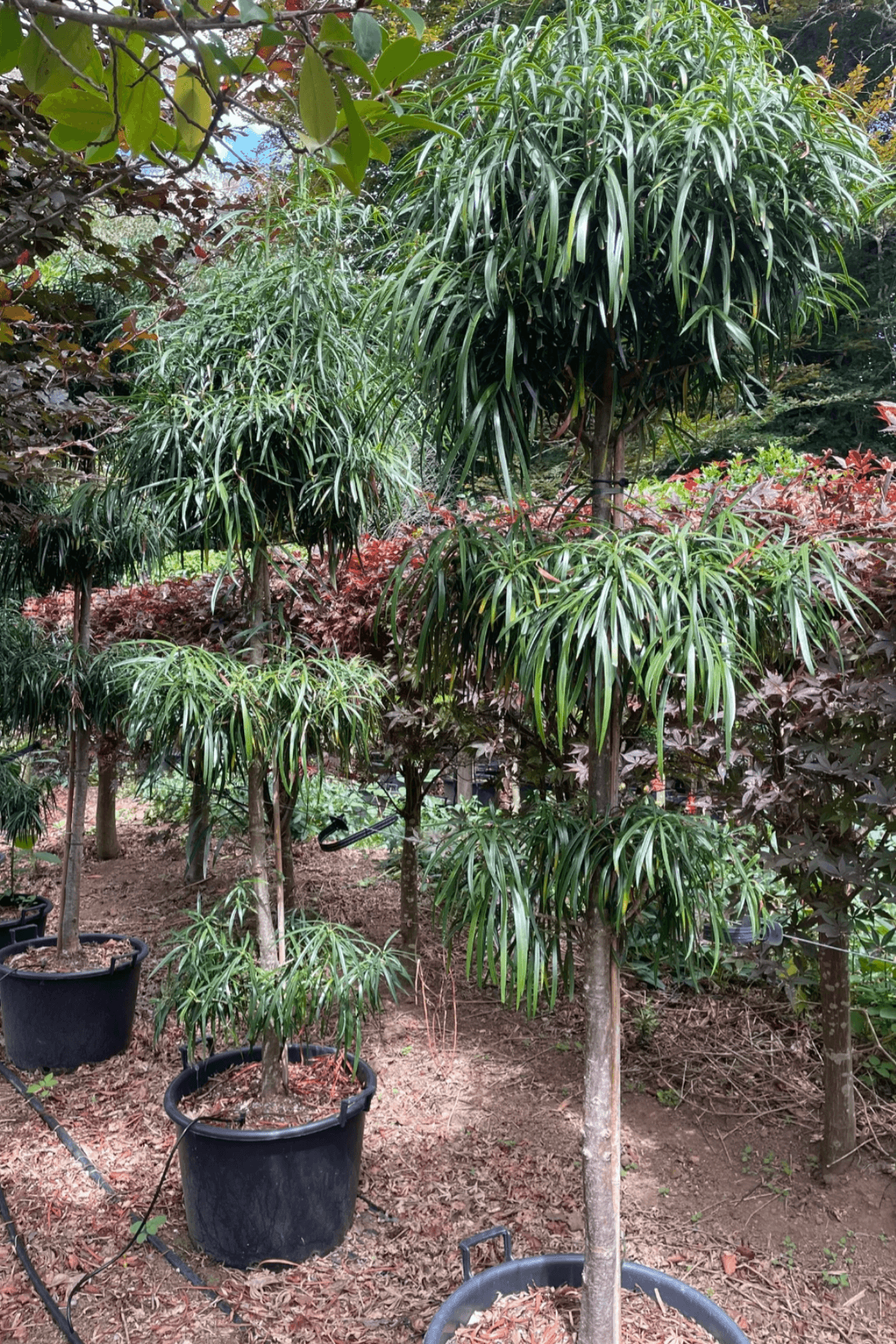 Podocarpus Henkelii – Layered