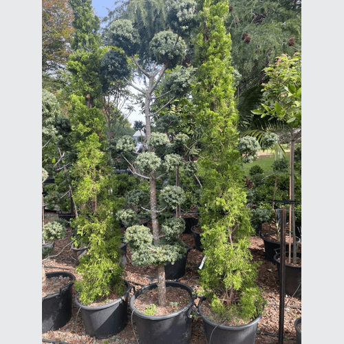 Podocarpus Matapouri Blue – Clouds