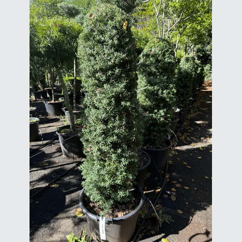 Podocarpus Matapouri Blue – Column