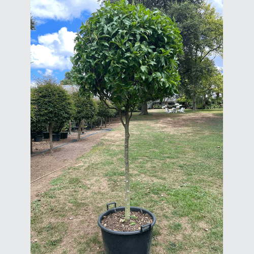 Michelia Figo – Standard
