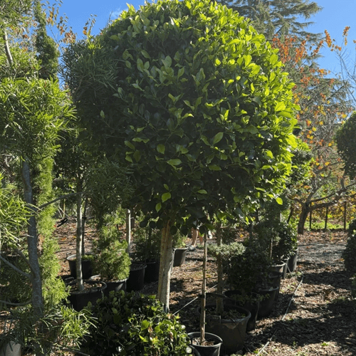 Ficus Tuffi – Standard