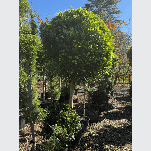 Ficus Tuffi – Standard