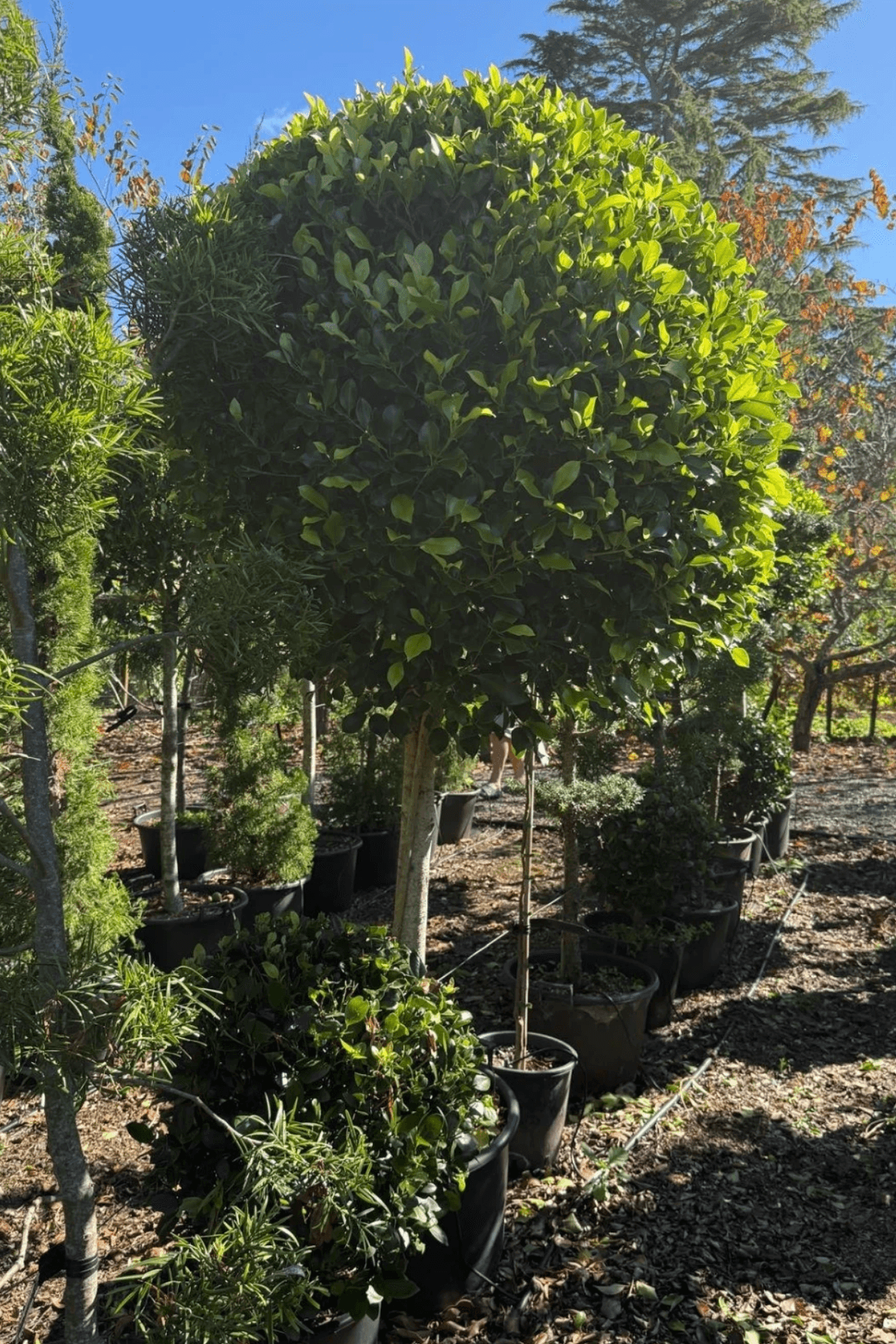 Ficus Tuffi – Standard