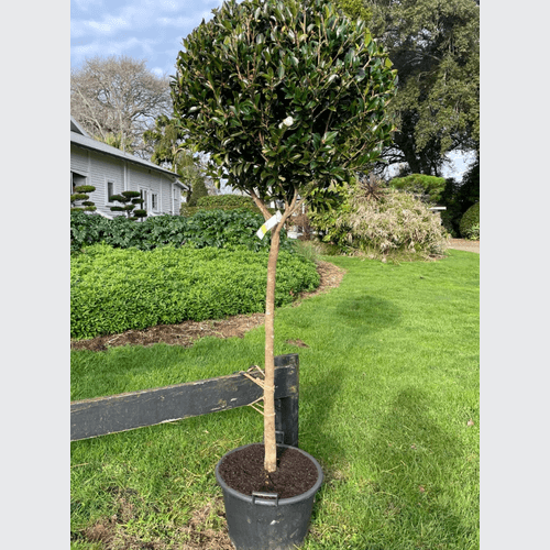Camellia Setsugekka – Standard