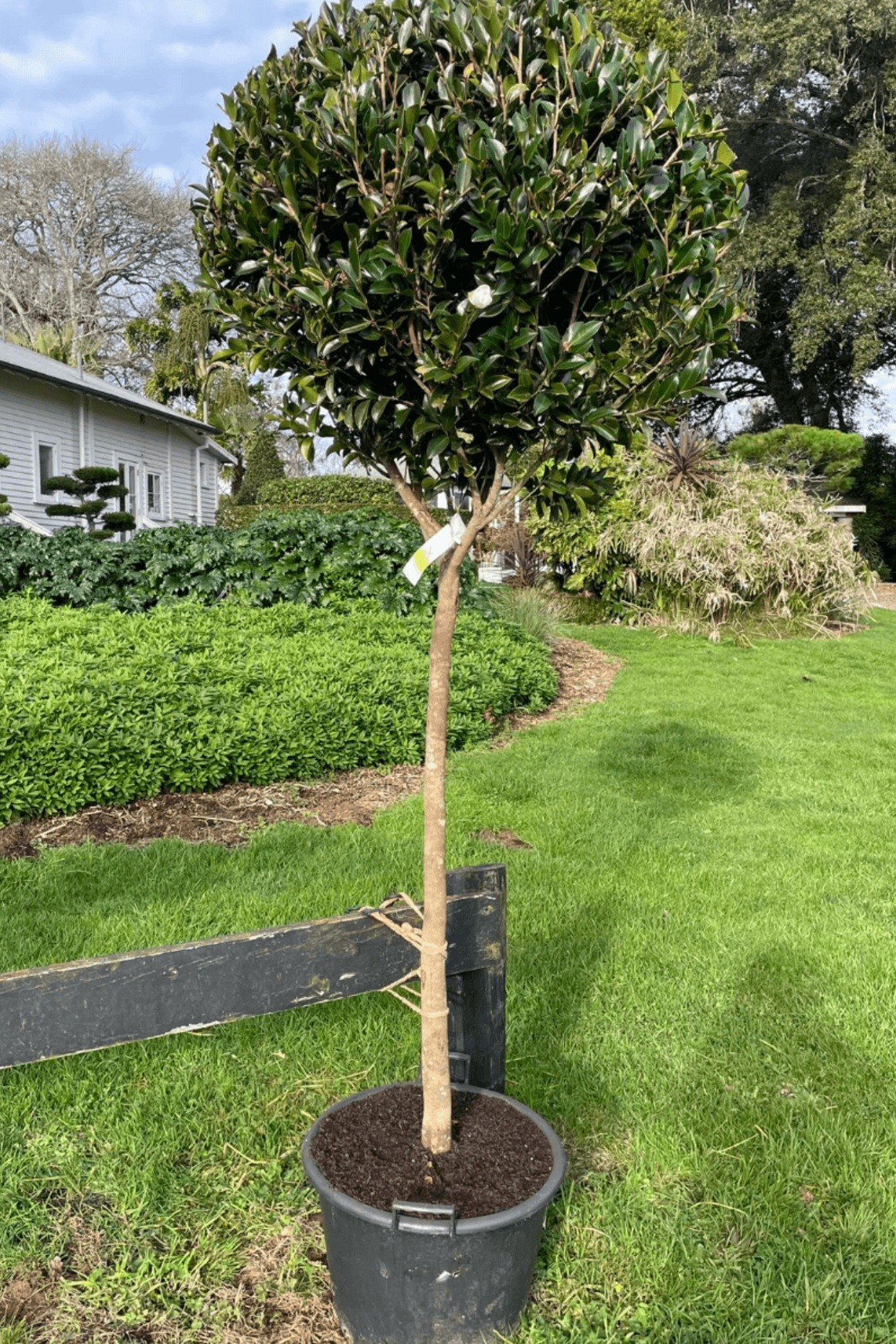 Camellia Setsugekka – Standard