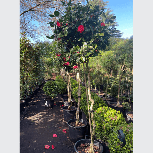 Camellia Curly Lady – Standard