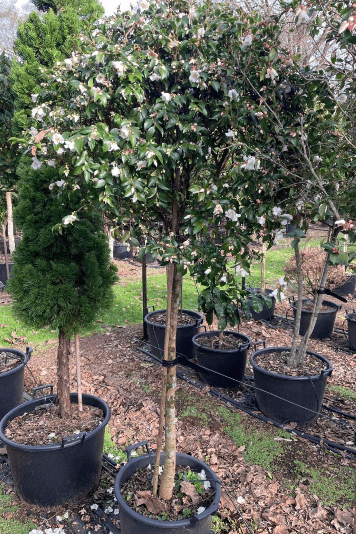 Camellia Transnokoensis – Standard
