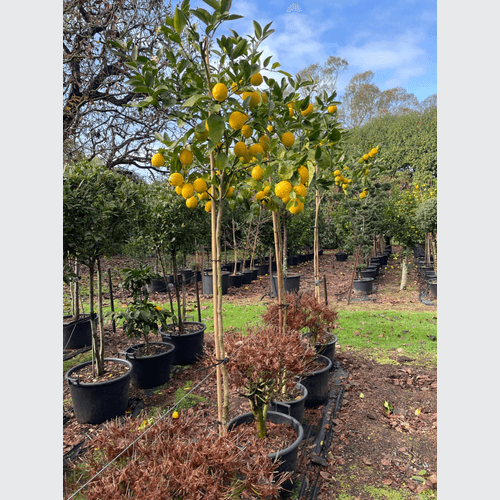 Citrus Meyer Lemon – Standard