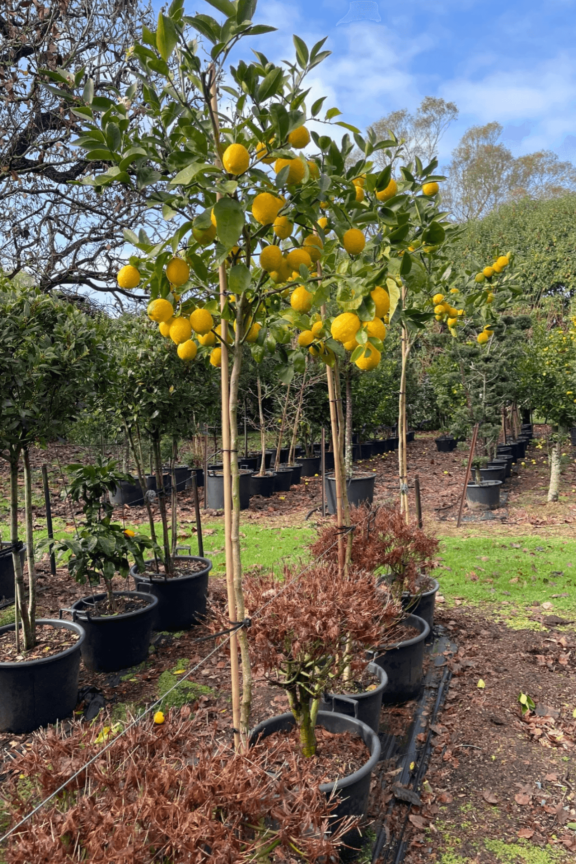 Citrus Meyer Lemon – Standard