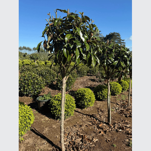 Magnolia Kay Parris – Standard