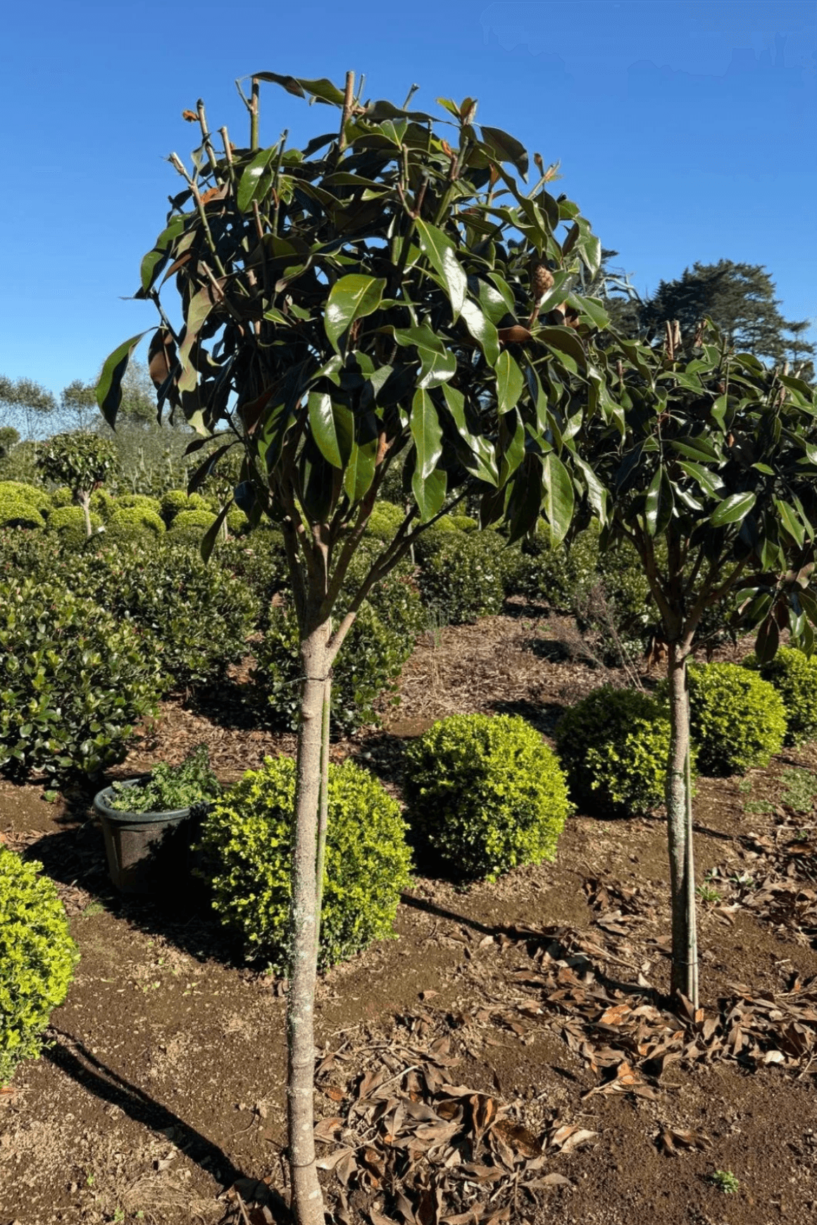 Magnolia Kay Parris – Standard