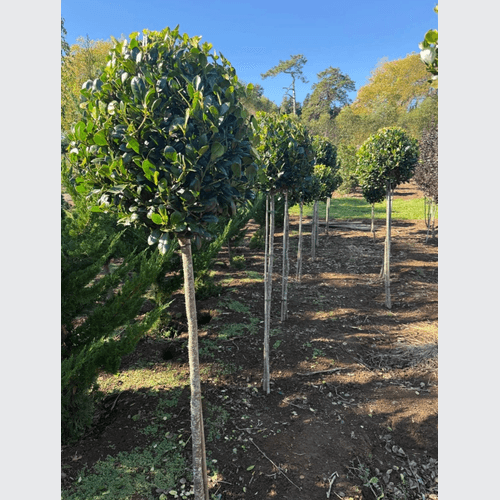 Ilex Largo – Standard