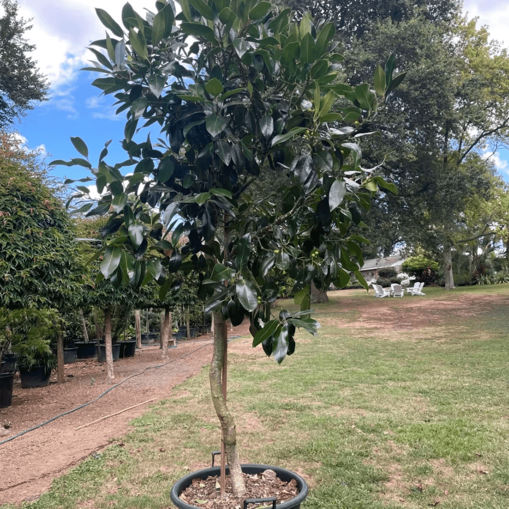 Ilex Dark Shadow – Standard