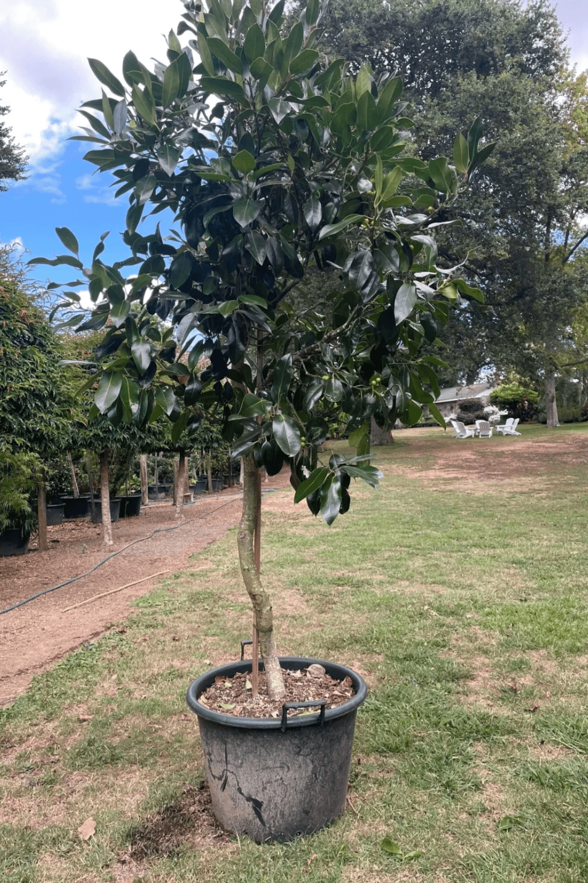 Ilex Dark Shadow – Standard