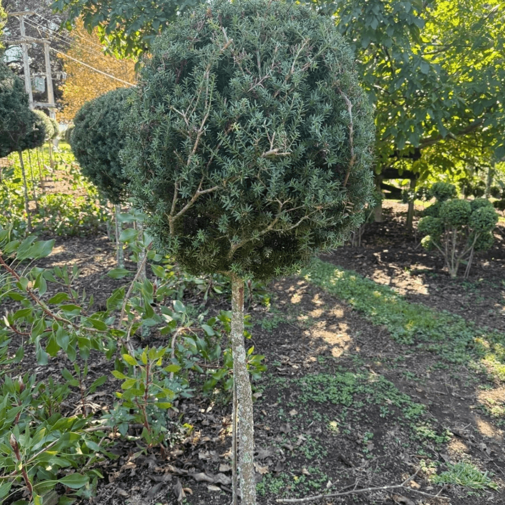 Podocarpus Matapouri Blue – Standard