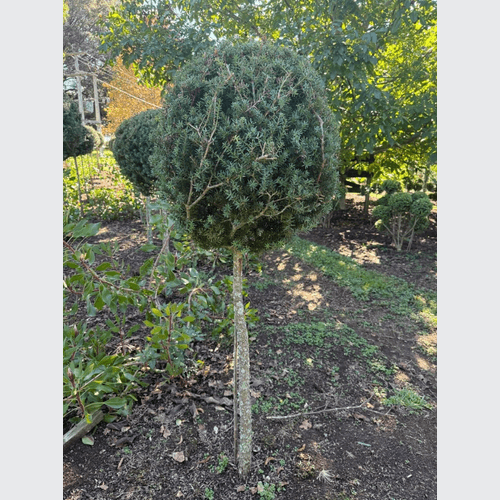 Podocarpus Matapouri Blue – Standard