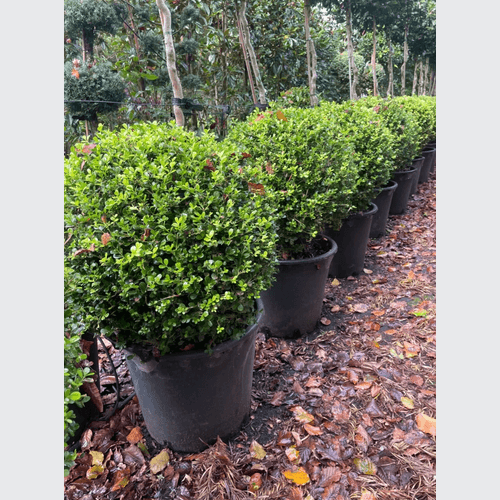 Buxus Microphylla – Globe