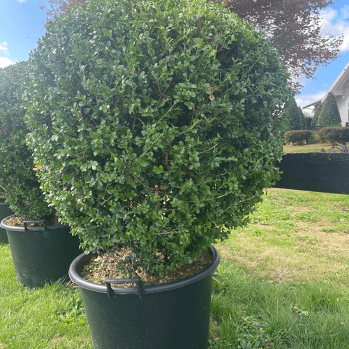 Buxus Microphylla XL – Globe