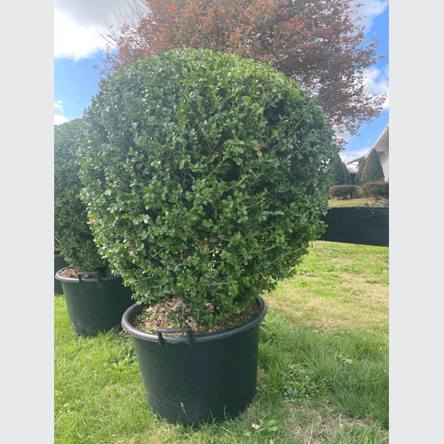 Buxus Microphylla XL – Globe