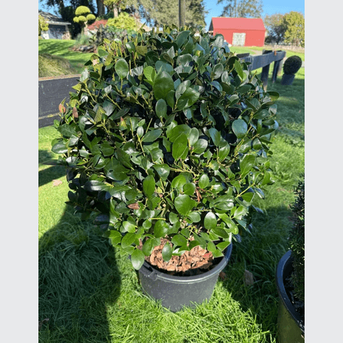 Ilex Largo – Globe
