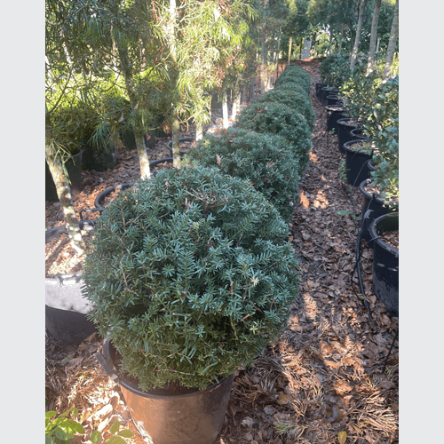 Podocarpus Matapouri Blue – Globe